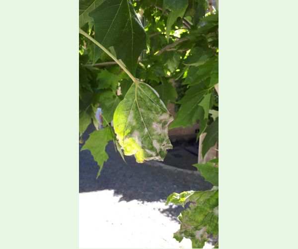 Múčnatka platanová