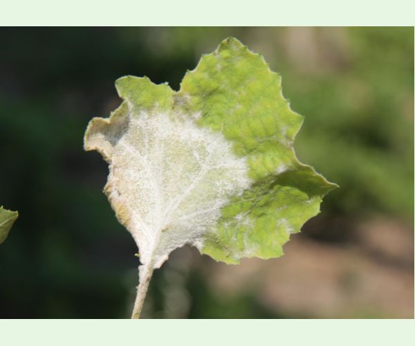 Múčnatka platanová