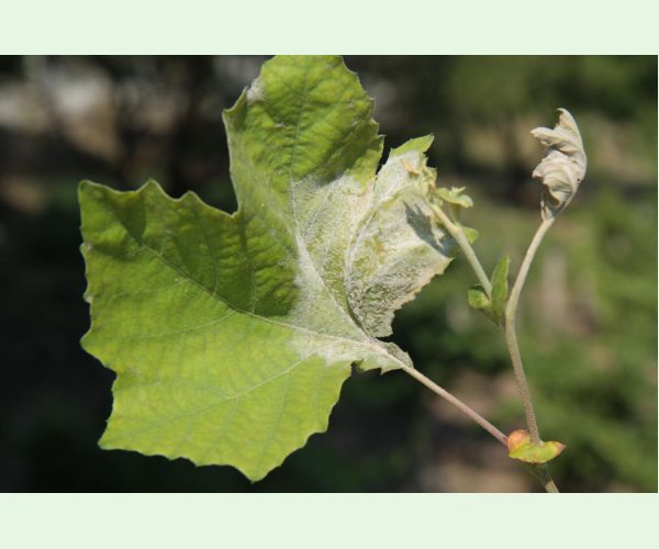 Múčnatka platanová