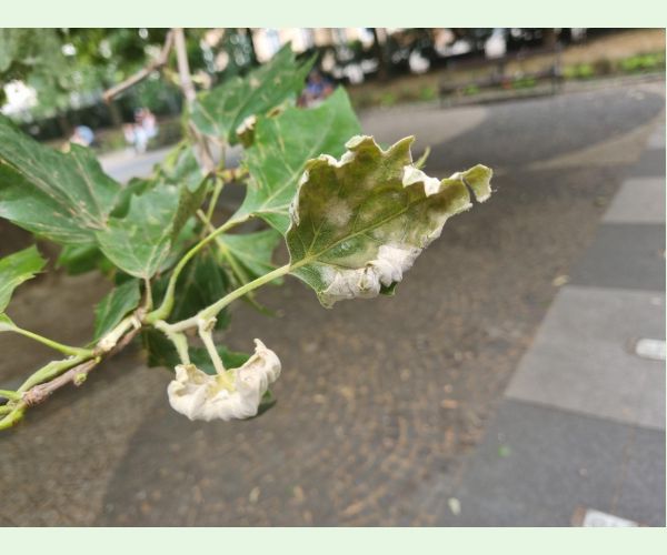 Múčnatka platanová