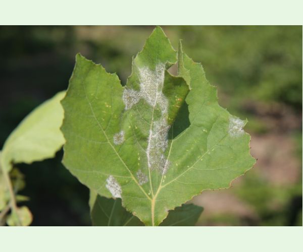 Múčnatka platanová