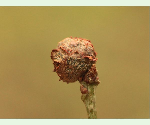 Hrčiarka Andricus lignicolus