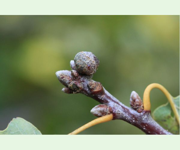 Hrčiarka Andricus lignicolus