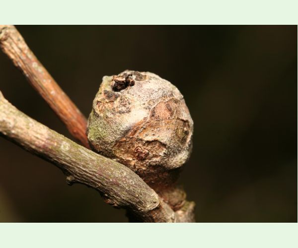 Hrčiarka Andricus lignicolus