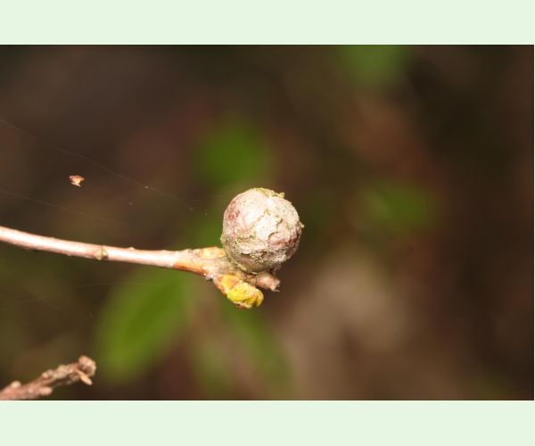 Hrčiarka Andricus lignicolus