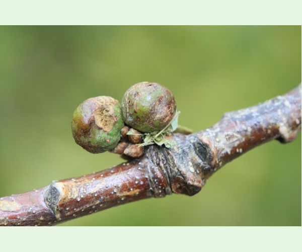 Hrčiarka Andricus lignicolus