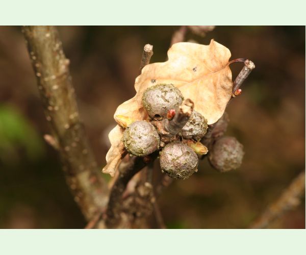 Hrčiarka Andricus lignicolus