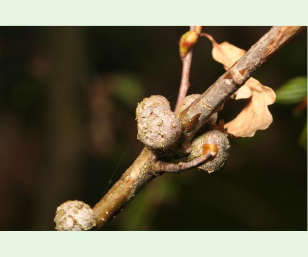 Hrčiarka Andricus lignicolus