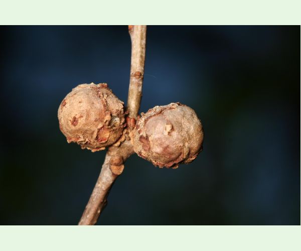 Hrčiarka Andricus lignicolus