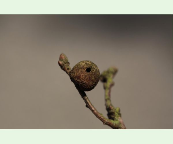 Hrčiarka Andricus lignicolus