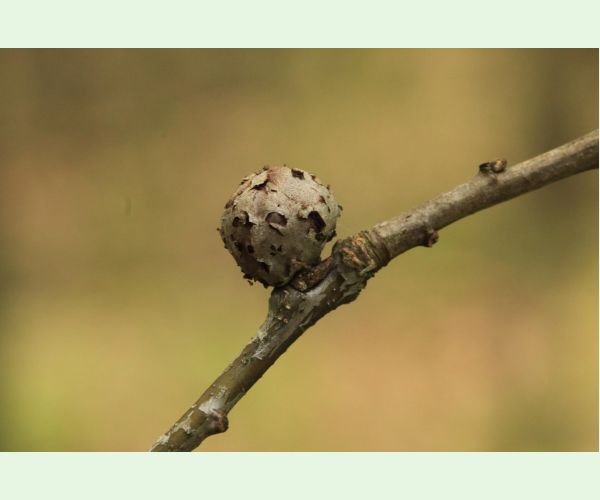 Hrčiarka Andricus lignicolus