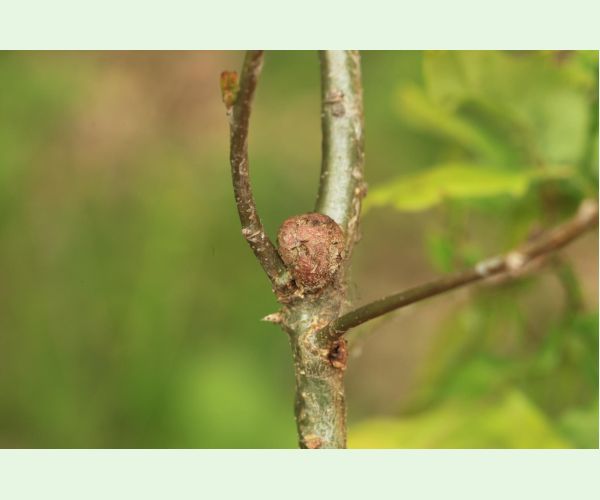 Hrčiarka Andricus lignicolus