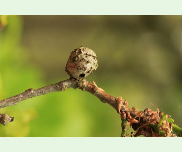 Hrčiarka Andricus lignicolus