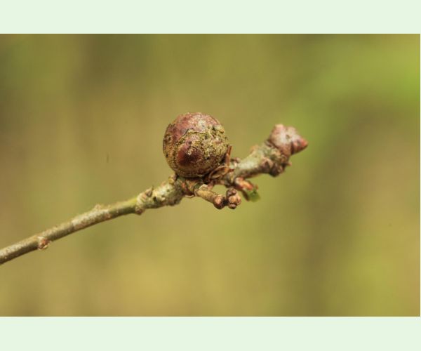 Hrčiarka Andricus lignicolus