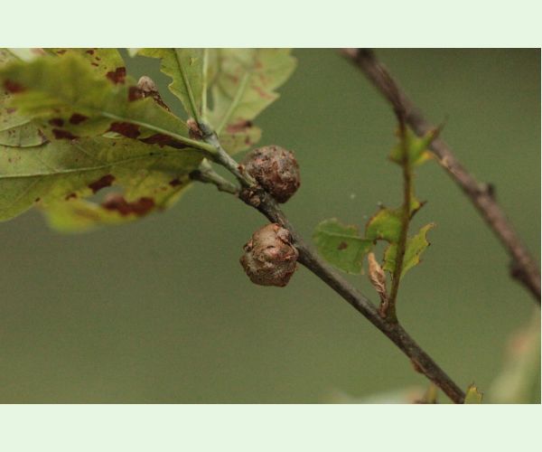 Hrčiarka Andricus lignicolus