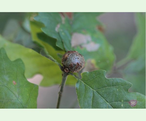 Hrčiarka Andricus lignicolus