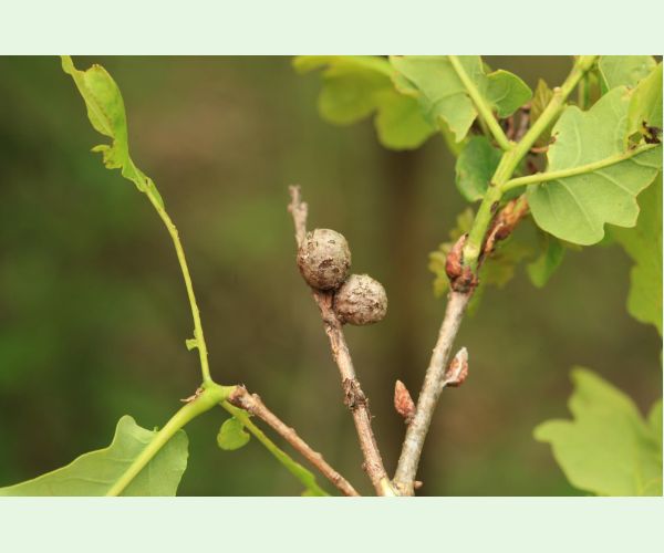 Hrčiarka Andricus lignicolus