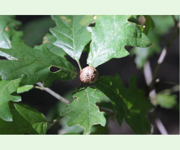 Hrčiarka Andricus lignicolus