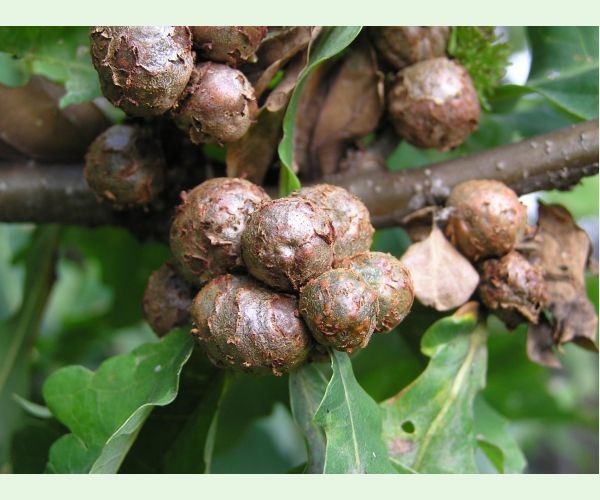 Hrčiarka Andricus lignicolus