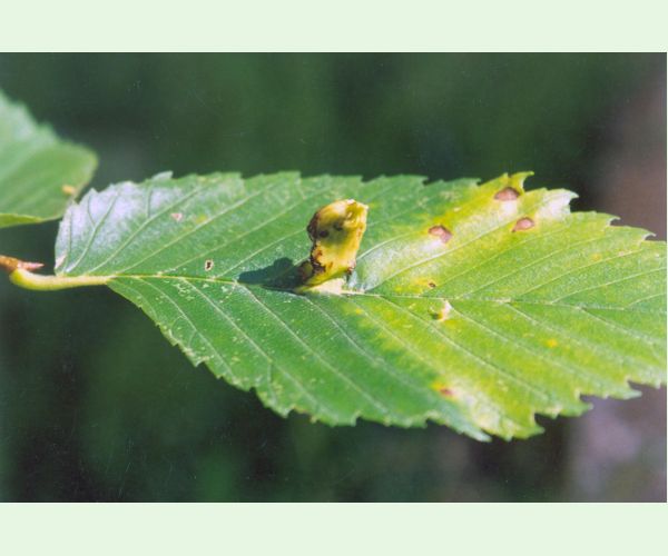 Vlnačka hrebienková