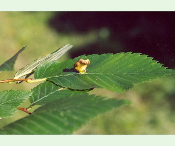 Vlnačka hrebienková