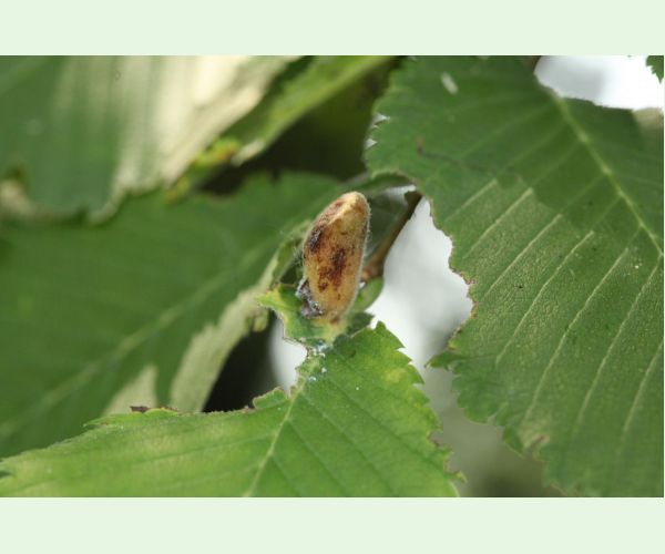 Vlnačka hrebienková