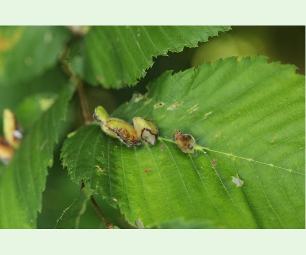 Vlnačka hrebienková