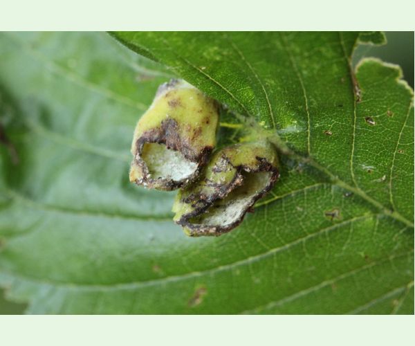 Vlnačka hrebienková