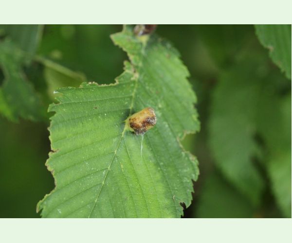 Vlnačka hrebienková