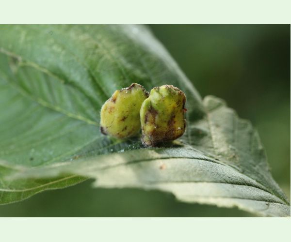 Vlnačka hrebienková