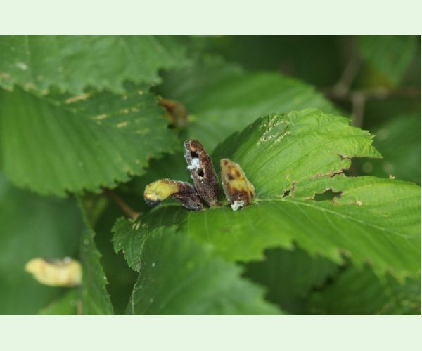 Vlnačka hrebienková