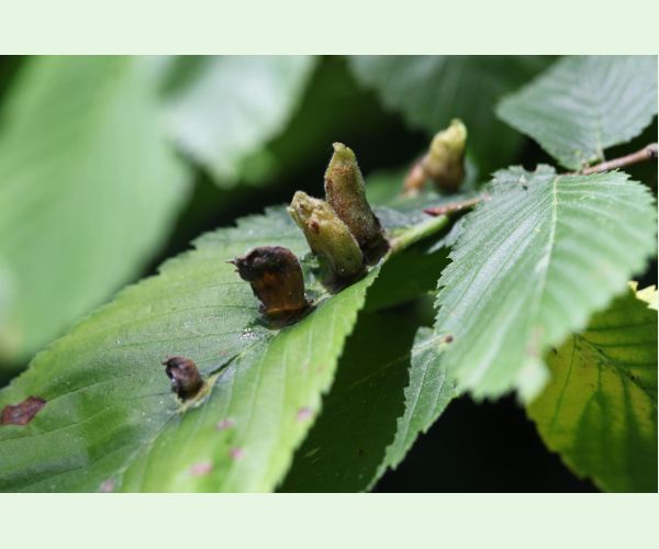 Vlnačka hrebienková