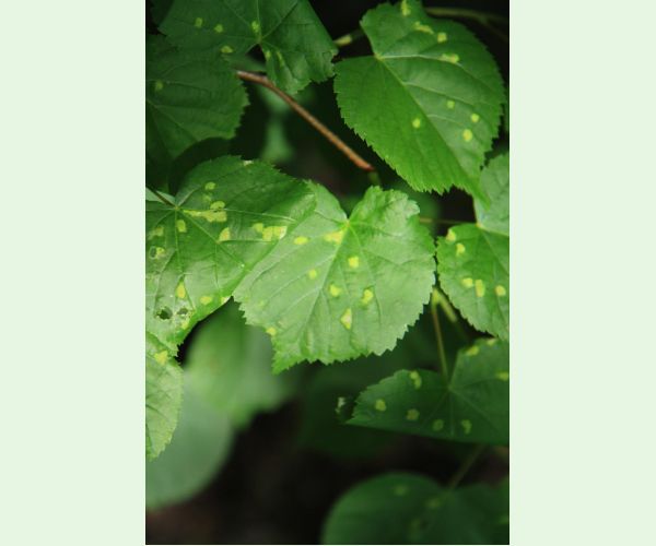 Roztoč Eriophyes leiosoma = exilis