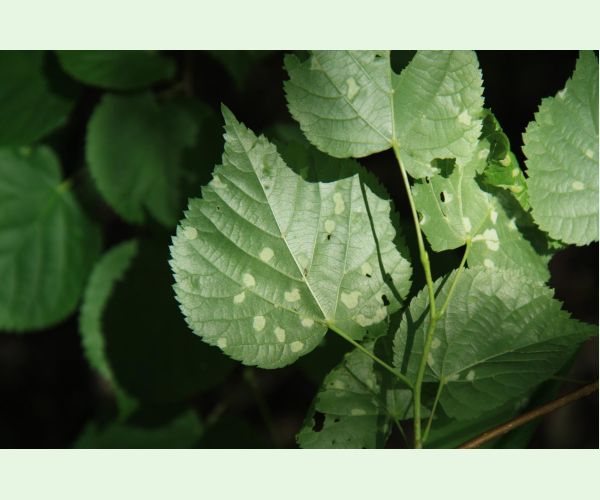 Roztoč Eriophyes leiosoma = exilis
