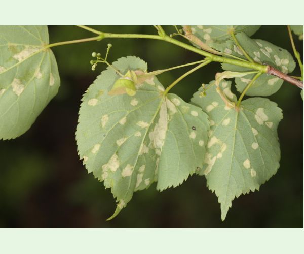 Roztoč Eriophyes leiosoma = exilis