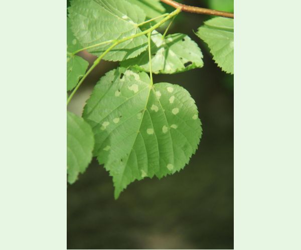 Roztoč Eriophyes leiosoma = exilis