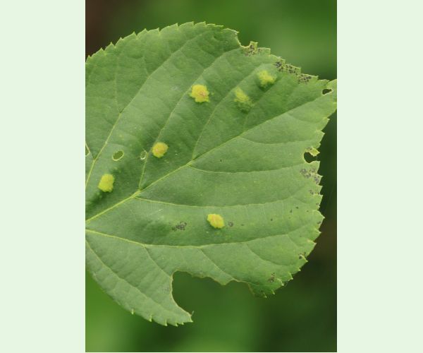 Roztoč Eriophyes leiosoma = exilis