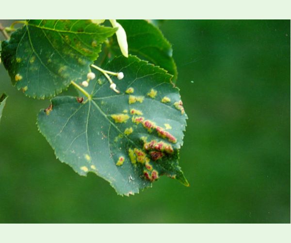 Roztoč Eriophyes leiosoma = exilis