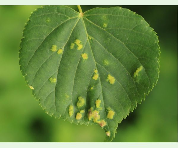 Roztoč Eriophyes leiosoma = exilis