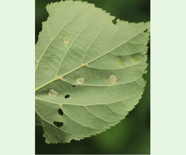 Roztoč Eriophyes leiosoma = exilis