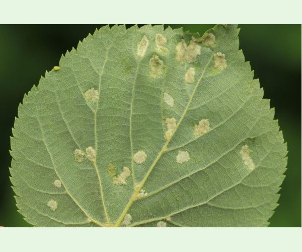 Roztoč Eriophyes leiosoma = exilis