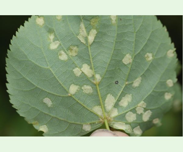 Roztoč Eriophyes leiosoma = exilis