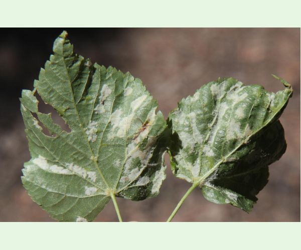 Roztoč Eriophyes leiosoma = exilis