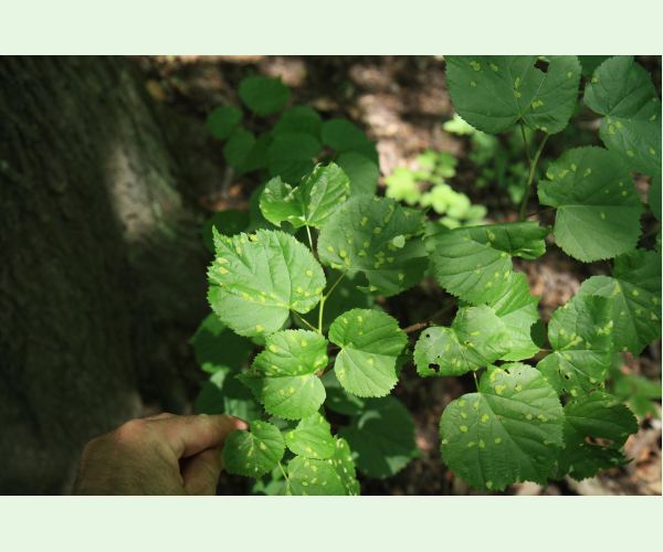 Roztoč Eriophyes leiosoma = exilis