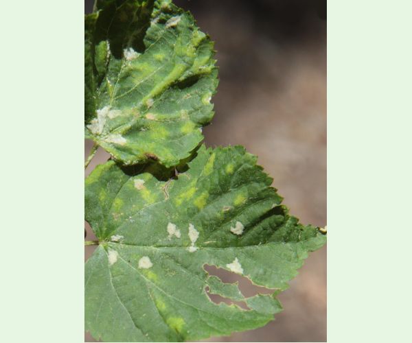 Roztoč Eriophyes leiosoma = exilis