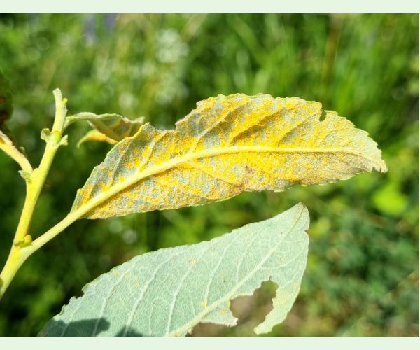 Hnedospórka vŕbová