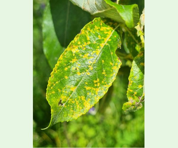 Hnedospórka vŕbová