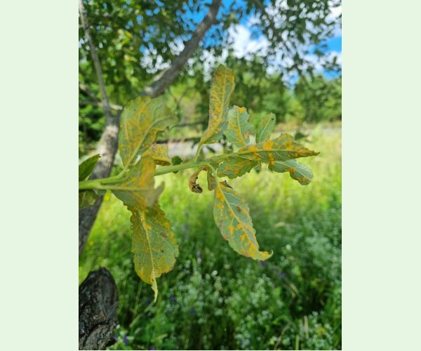 Hnedospórka vŕbová