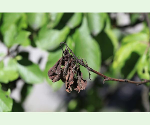 Monilióza kôstkovín