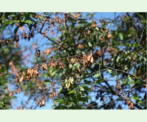 Monilióza kôstkovín